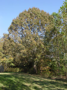 Southern red oak tree in landscape
